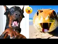 Download Lagu Funny Animal Videos 2023 - Comedy Voiceover! #12😹🐶🤣