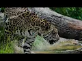 Download Lagu Suara Jaguar