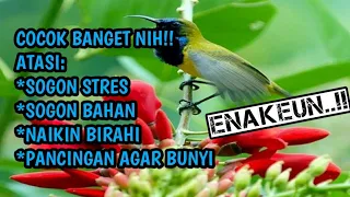 sogon betina memanggil jantan untuk naikin birahi u0026 therapy air mengalir sogon sogonbahan shorts