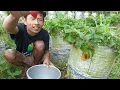 Download Lagu Asem seger||Metik buah strawberry langsung dari pohonnya 🍓😋
