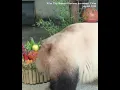 Download Lagu Giant panda Qin Qin celebrates 10th birthday with a special birthday cake in Shaanxi, China