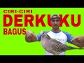 Download Lagu CARA MEMILIH BURUNG DERKUKU YANG BAGUS
