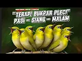Download Lagu Terapi Bukpar Pleci: Pagi, Siang, Malam - Bikin Emosi Gacor Maksimal!\