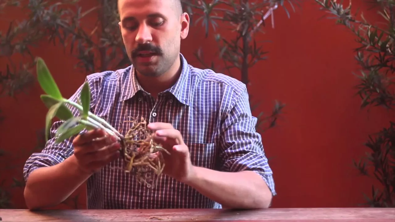 COMO CULTIVAR: PLANTIO DE ORQUÍDEAS EM ÁRVORES (MIL ORQUÍDEAS MARGINAIS)