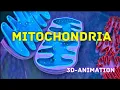 Mitochondria - the powerhouse of the cell 3D animated