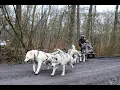 Lagu Pengalaman mengasyikkan mengendarai kereta dengan ditarik 6 anjing Husky di 'Huskyhof' H2