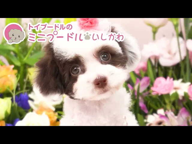 動画