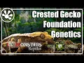 Crested Gecko Foundation Genetics