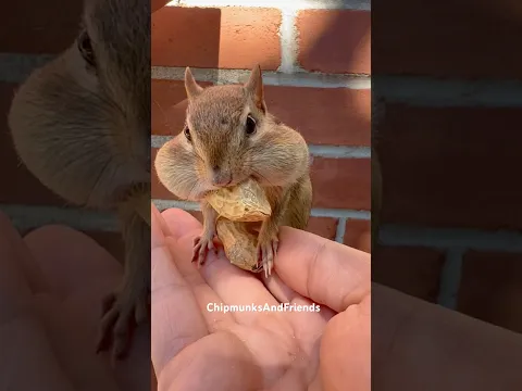 #Chipmunk