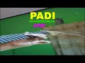 Download Lagu BEAUTIFUL DELAY PADI BAYANGKANLAH