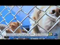 Bakersfield Animal Care Center in desperate need of dog fosters