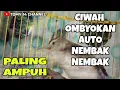 Download Lagu Pancingan CIBLEK SAWAH bahan ombyokan pasti cepat bunyi gacor nembak nembak