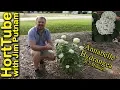 Annabelle Hydrangea in 2 Minutes