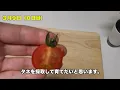 【家庭菜園】スーパーで買った『ミニトマト』の種を取って育ててみました。（無農薬栽培）