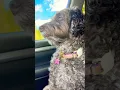 Download Lagu She was getting impatient with that train #labradoodle