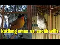 Download Lagu kolaborasi cucak wilis gacor vs kutilang emas gacor