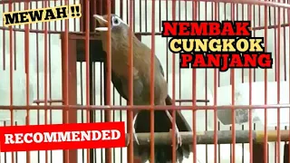 hwamei wambi bongkar isian cucak cungkok cocok buat masteran