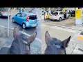 Guy On Horse Chants To People Queueing For Petrol