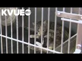Austin-area shelters team up for name your price event