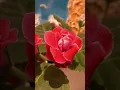 Lagu #flower #shorts