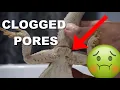 Bearded Dragon Clogged Femoral Pores How To Care For Them