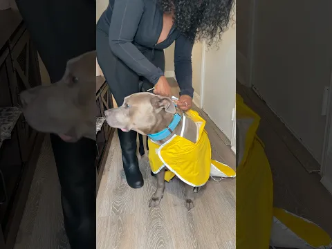 Come For A Walk With Reign In The Rain 🌧️ 🐾☔️ #dogmom #pitbull #rain #asmr