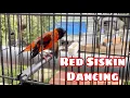Download Lagu Red Siskin Singing Best Song Training - Canto Pintassilgo venezuelano 1H
