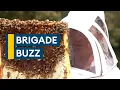The British Army bees making honey at Home Command