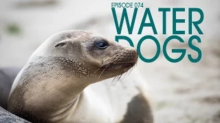 Champ Meets the Water Dogs – Van Life 074