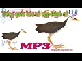 Download Lagu Tiếng quốc kêu cả cặp-Dùng đi bẫy rất OK