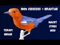 Download Lagu HW ANIS MERAH | LANGSUNG RESPON, TERAPI BIRAHI ANIS MERAH JANTAN/BETINA MACET, STRES, BISU !!