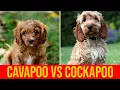 Cavapoo vs Cockapoo Poodle Mix Dog Breeds Comparison