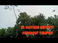 Download Lagu pikat terkukur ranting.. langsung poin