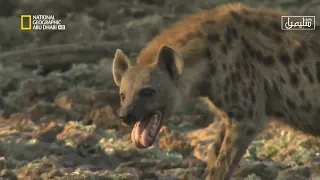 وثائقي الحيوانات المفترسة القطط الكبيرة 2021 تحالف شجاربين الفهد والضبع ناشونال جيوغرافيك جرافيك 
