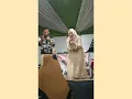 Download Lagu Nafas Cinta | Live Cover | Nana Malay - Zul Ikhwan