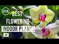 The Best Indoor Flowering Plants Indoor Plants Gardening Australia