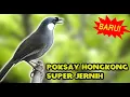 Download Lagu MASTERAN AMPUH SUARA BURUNG POKSAY HONGKONG GACOR