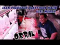 Download Lagu CEK HARGA TERBARU PREDATOR TANKMATE GUPPY TERMURAH TERLENGKAP ARI PASAR IKAN HIAS JATINEGARA