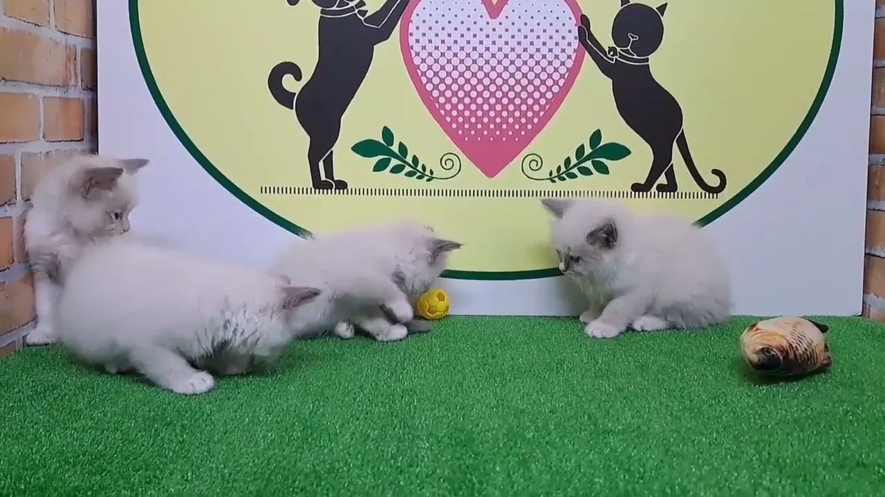 動画