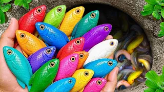 Catch beautiful aquarium fish in small pond baby turtles pencill fish blue shrimp tadpole xecan
