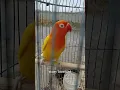 Download Lagu LOVEBIRD NGETIK NGEKEK,Masteran Lovebird Lutino paling ampuh