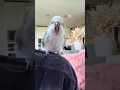 Download Lagu Her bird likes to dance to her singing 😂