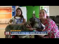Dogs and puppies rescued from abuse cases up for adoption in Hillsborough County