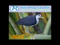 Download Lagu Tiếng Chim Quốc Mồi Mới Nhất 2018 - Tiếng Chim Quốc Mồi Chuẩn Để Bẫy