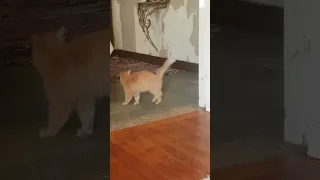 خناااااقه Speedsong Dance Song Cat كيتن Kitten إنقاذ Cute Music Streetcatrescue كلاب اط 