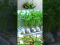 Download Lagu Easy coriander cultivation at home /YouTube shorts/reels videos