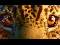 Making an Ethical Zoo in Planet Zoo Supercut