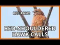 Red-shouldered Hawk Calls and Sounds