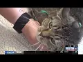 Sturgis cat rescue cancels Petco adoption event during rally offers 50 online adoption special