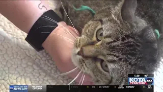 Sturgis cat rescue cancels Petco adoption event during rally offers 50 online adoption special